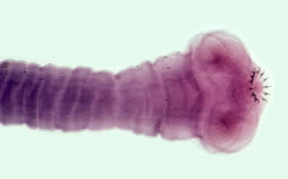 <p>What is this?</p>