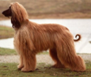<p>welk type hond is dit</p>