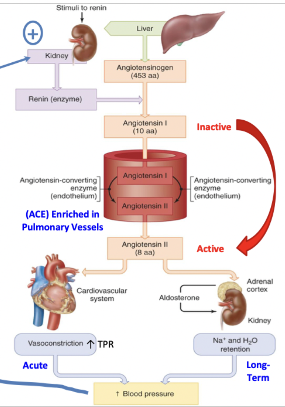 <p>When JG cells sense ↓ BP, ↓ fluid volume, ↑ B1 sympathetic → kidneys secrete renin, activating angiotensinogen into angiotensin I </p><p>ACE converted angiotensin I into angiotensin II which increases vasoconstriction and aldosterone release (more Na+ and H2O retention) → both increases blood pressure</p>