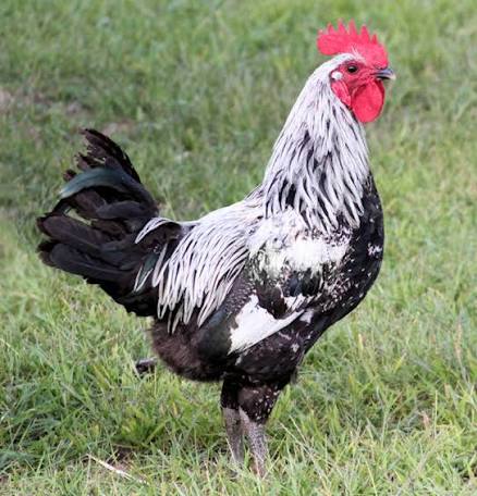 <p>identify</p>