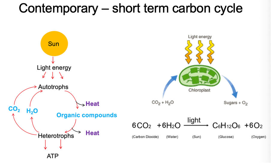 <p>contemporary short term carbon cycle</p>