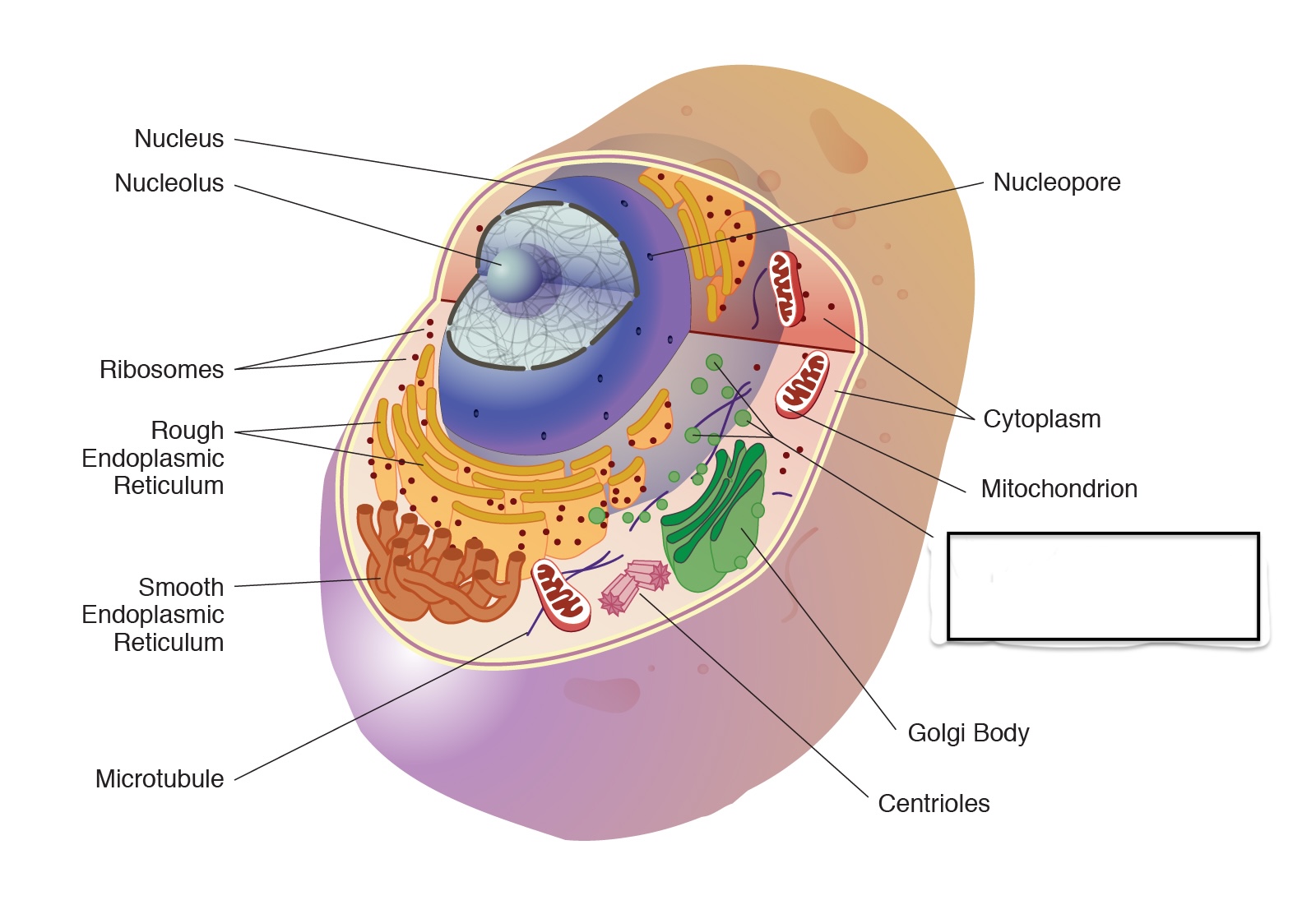 <p>a) Identify the organelle</p><p>b) Describe its function</p>