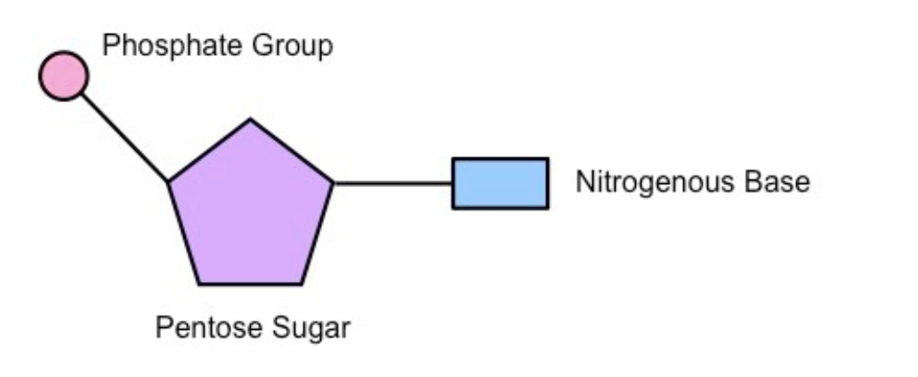<p>makes up DNA, part of the double helix </p>