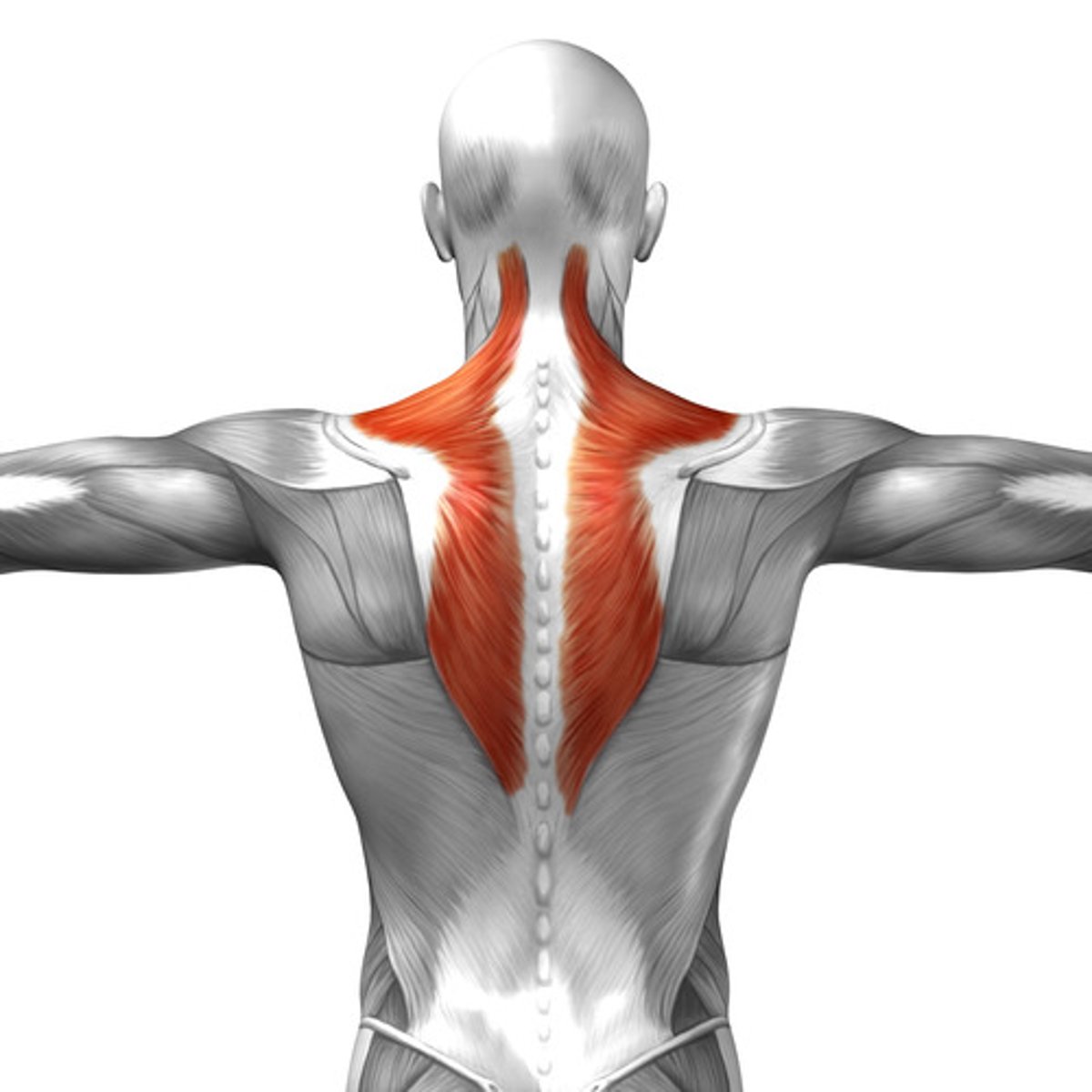<p>Elevation, depression, and retraction of the scapula</p>