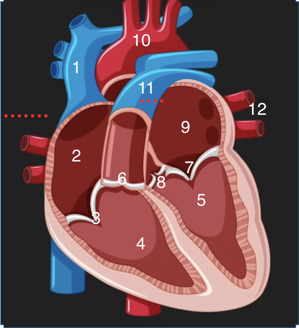 <p>what does #6 correspond to on this image?</p>