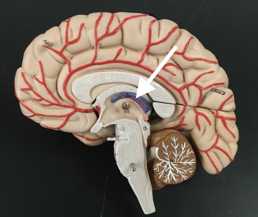 <p>What is the blue structure the arrow is pointing to?</p>