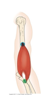 <p>flexor of elbow joint </p><p>ex: brushing teeth </p>