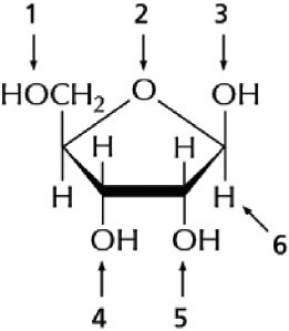 <p><span>Figure 7-3 shows a ribose sugar. The part of the ribose sugar where a new ribonucleotide will attach in an RNA molecule is pointed to by arrow</span></p>