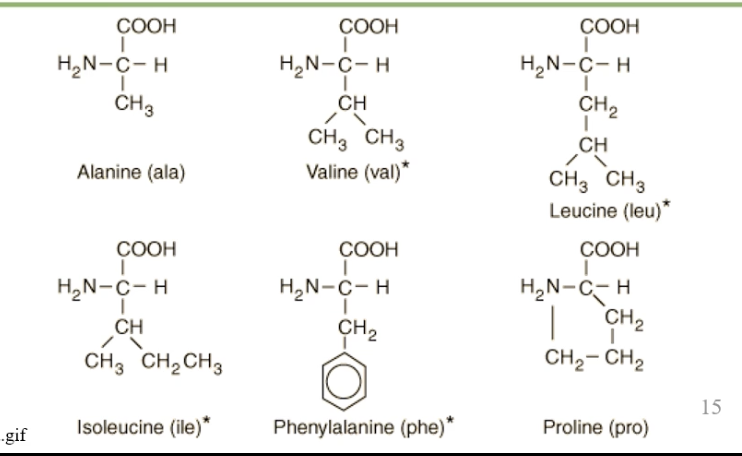 <ul><li><p>four things in common:<br>1. all have the nitrogen containing group<br>2. the H2N that is bound to a central carbon<br>3. central carbon is bound to a carboxyl group, the COOH<br>4. a hydrogen that is the component of every amino acid</p></li><li><p>varibale group are the things that differ between the amino acids and these can be a lot of different things<br>   ex: alanine: varibale group is CH3, a methyl group<br>        - valine: methyl group with two other methyl groups<br>        - phenylalanine: methyl group with a benzine ring</p></li><li><p>it is the variable group that defines the amino acid</p></li><li><p>different functional properties for different amino acids<br>   - some might be hydrophobic whole some are hydrophilic, some basic, some acidic, some neutral</p></li><li><p>we use these amino acids to build proteins with different qualities:<br>   ex: integral membrane proteins have two regions: region that is hydrophobic and portions that are associated with cytosol or with the intersistual fluid which have to be hydrophlic</p></li><li><p>there are essential and non essential amino acids<br></p></li></ul><p></p>