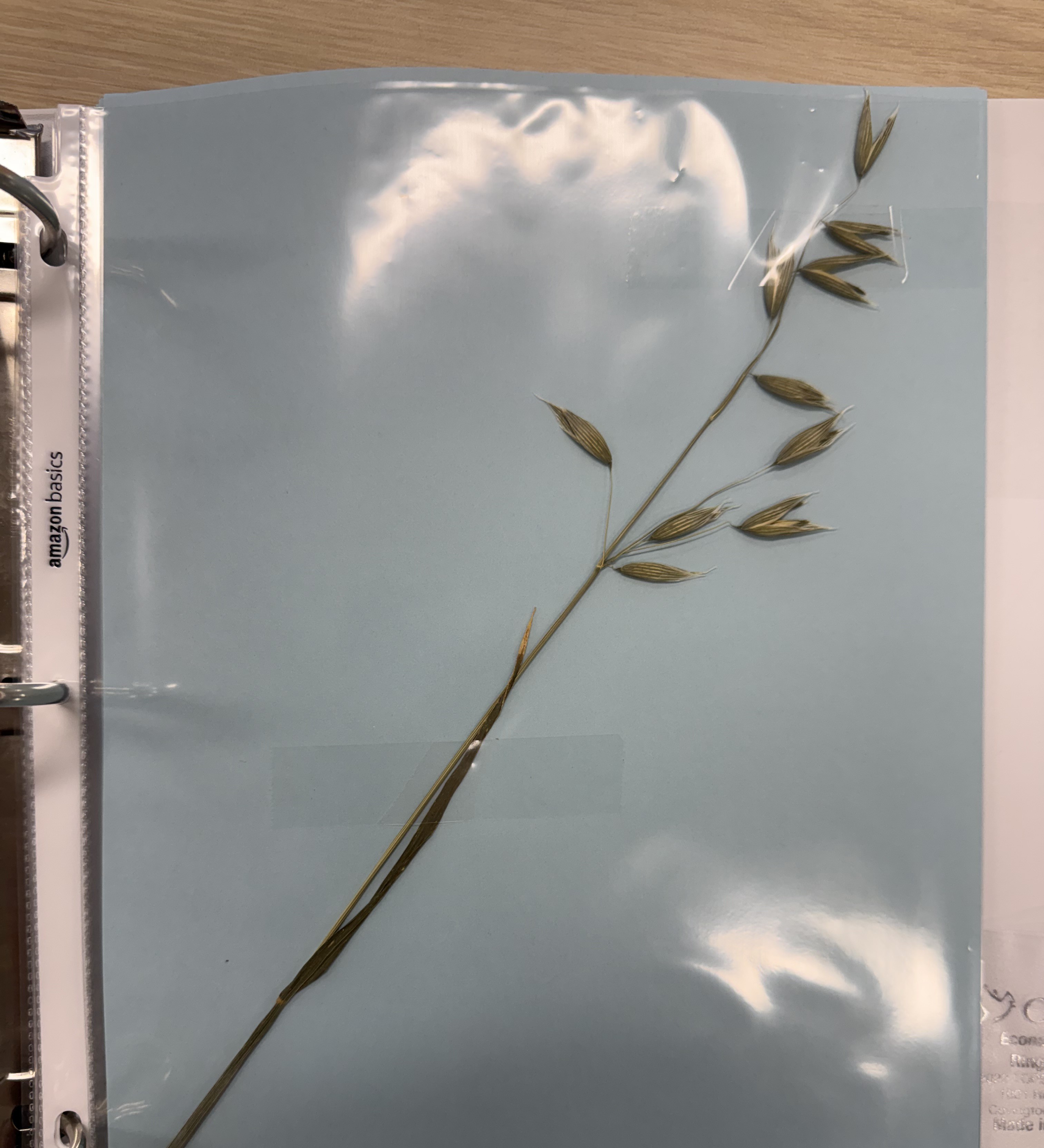 <p>Plant</p>