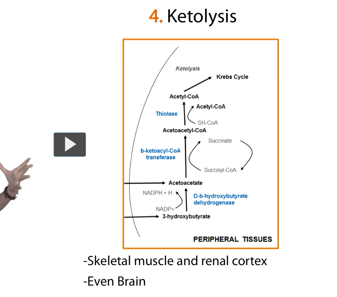 <p><u>Ketolysis</u></p><p>Next is <strong>ketolysis</strong>. (peripheral tissues metabolizing ketone bodies, turning them BACK into acetyl-CoA)</p><ol><li><p>The<strong> ketone bodies</strong> have been<strong> produced </strong>in the <strong>liver</strong></p></li><li><p>The <strong>ketone bodies</strong> have been<strong> exported</strong> into the<strong> bloodstream</strong></p></li><li><p>The <strong>peripheral tissues (skeletal muscles, renal cortex of the kidney, </strong>and <strong>brain</strong>) can <strong>use those ketone bodies</strong> as an <strong>alternative source of energy</strong></p></li></ol><p>The main tissues that use ketone bodies are <strong>skeletal muscles</strong>, <strong>renal cortex</strong>, and the <strong>brain</strong> (if the brain really needs to).</p>