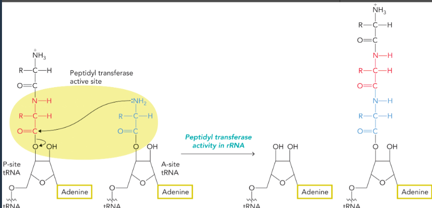 <ul><li><p>catalyzed by the ribozyme activity of rRNA </p></li><li><p>the nucleophilic amino group of the amino acid bound to A site tRNA attacks the electrophilic carbonyl carbon of the P site tRNA </p></li><li><p>rearrangement results in transfer of the former P site amino acid or polypeptide to the amino acid on the A site tRNA</p></li></ul><p></p>