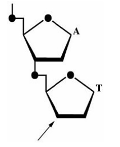 <p>A; 3'</p>