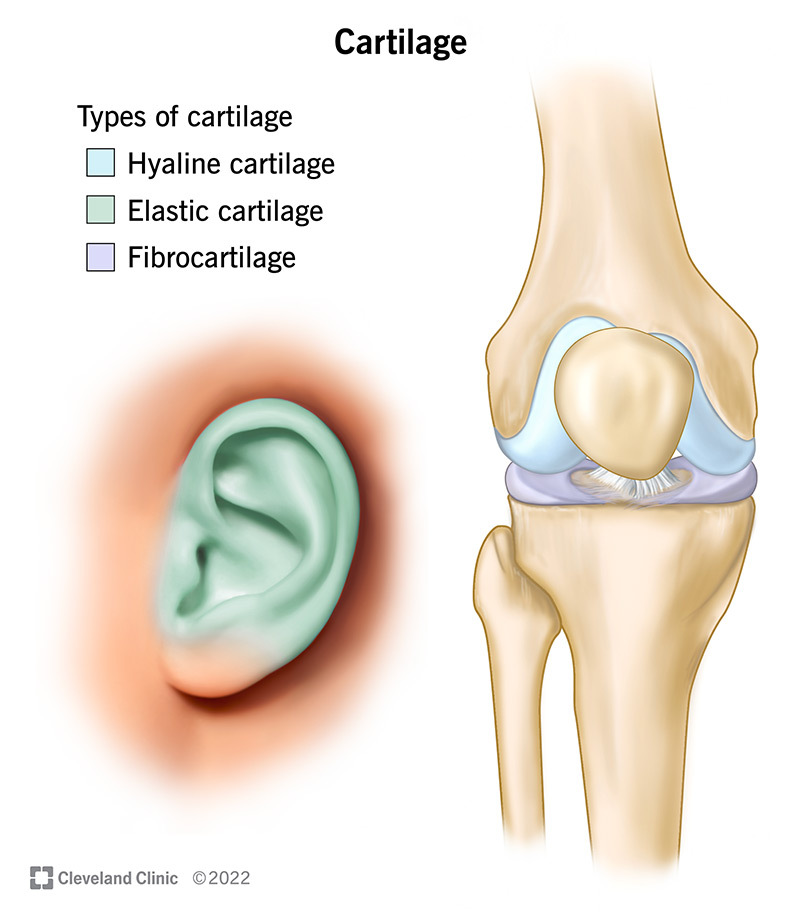 <p>-Provides support, framework and attachments</p><p>-structural model for many developing bones</p><p>-Chondrocytes in Lacuna </p><p>-Abundant extracellular matrix, mostly collagen fibers, and gel-like ground substance:protein-polysaccharide(chondromucoprotein)</p><p>-surrounded by perichondrium (dense irregular connective tissue)</p><p>-Cartilage is avascular, nutrients provided by blood vessels in perichondrium</p><p>-Three types: Hyaline, Elastic, and fibrocartilage </p>