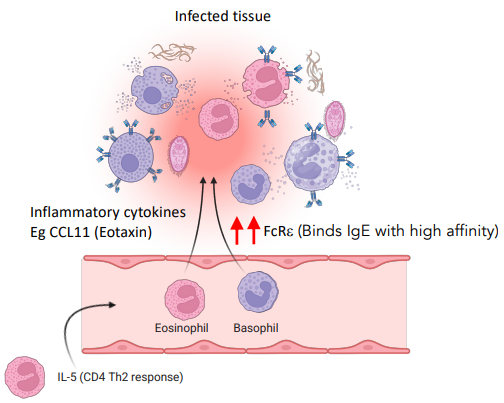 <p>circulate in the body, when moved to tissues via cytokines, they bind to pathogens via IgE receptors</p><ul><li><p>release histamine, vasodilators.</p></li></ul><p></p>