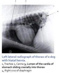 <p>costal</p><p>the liver is the commonly herniated organ due to its position and attachment to the diaphragm</p>