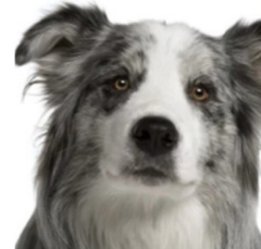 <p>What breeds are affected from canine cyclic neutropenia?</p>