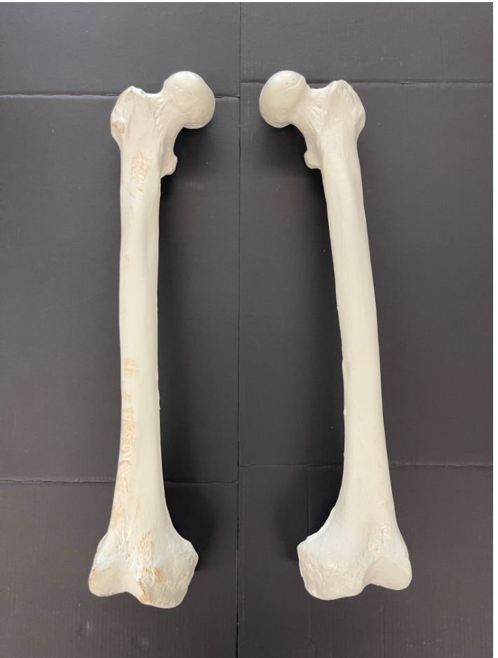 <p>Identify the name of the bone.</p>