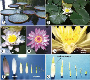 <p>Nymphaeales (family, common name, traits, part of ANA or Magnoliids)</p>