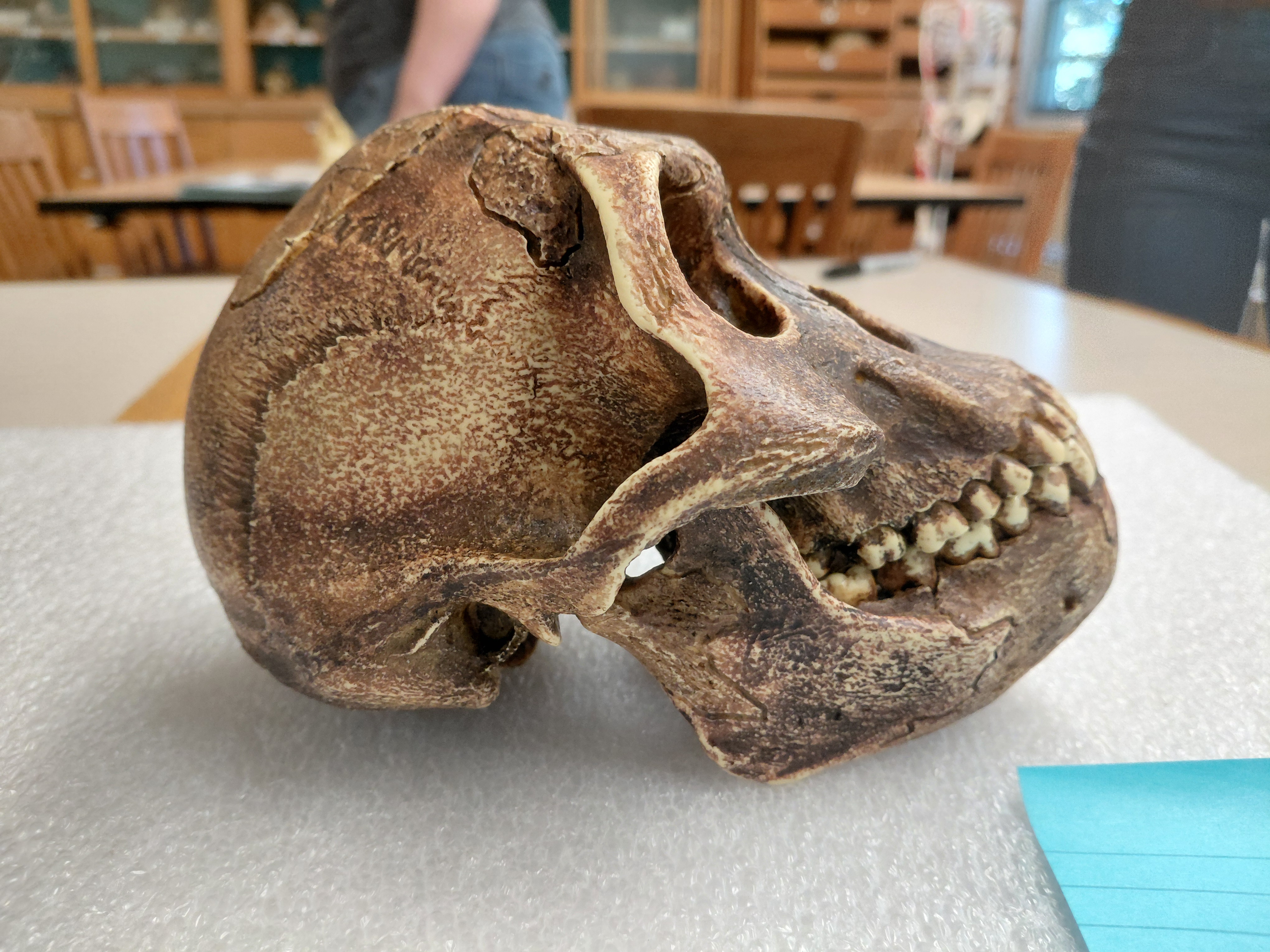 <p>Australopithecus (Lucy!)</p><p></p><p>Distinguishing Features:</p><ul><li><p>Small brained</p></li><li><p>Prognathic face</p></li><li><p>Post-orbital constriction</p></li><li><p>More gracile</p></li><li><p>Receding forehead</p></li></ul><p></p>