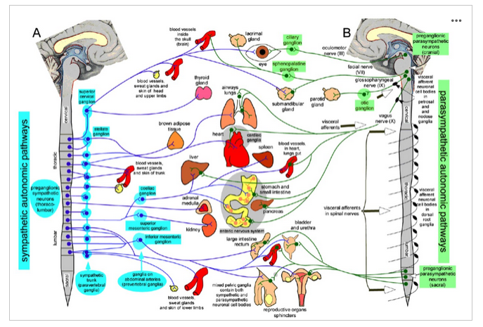 <p>In the figure above, the nerve pathways and target organs of the sympathetic (left) and parasympathetic (right) divisions of the ANS are depicted. Why is the sympathetic division sometimes also called the “thoracolumbar” division, and why is the parasympathetic division often referred to as the “craniosacral” division? (4 points)</p>