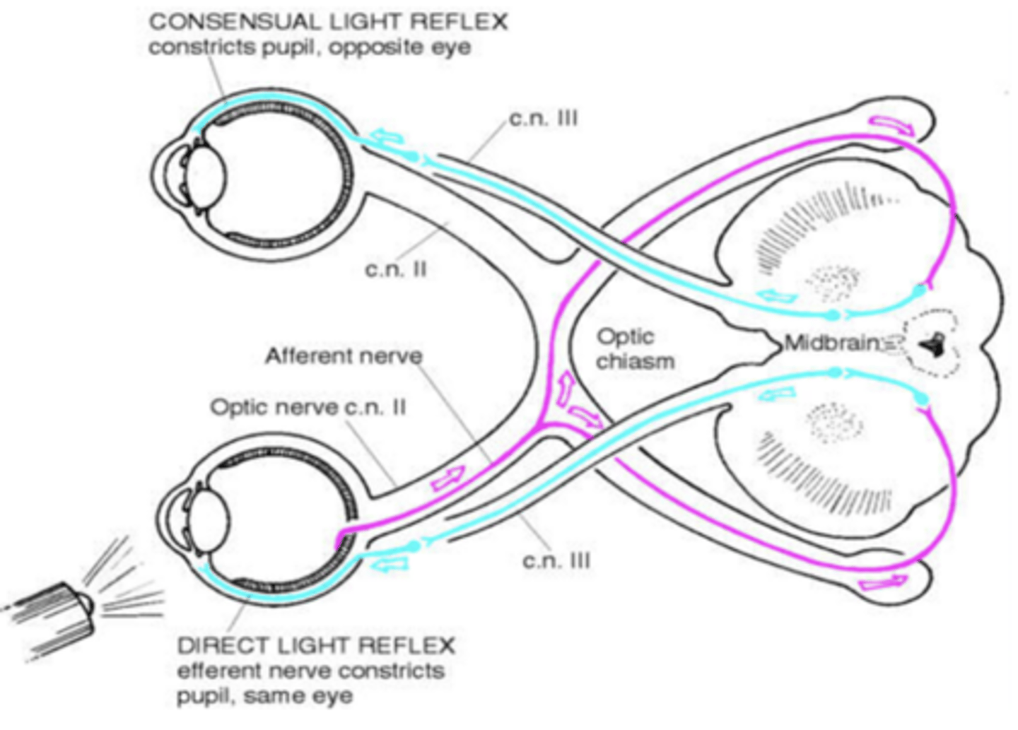 <p>optic nerve (S)</p><p>Snellen &amp; Direct + Consensual</p>