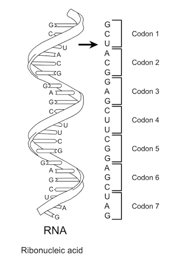 <p>a DNA or RNA sequence of three nucleotides<span> (a trinucleotide)</span>that acts as a genetic code word, instructing the cell to add a specific amino acid to a protein chain or to start/stop protein synthesis</p>