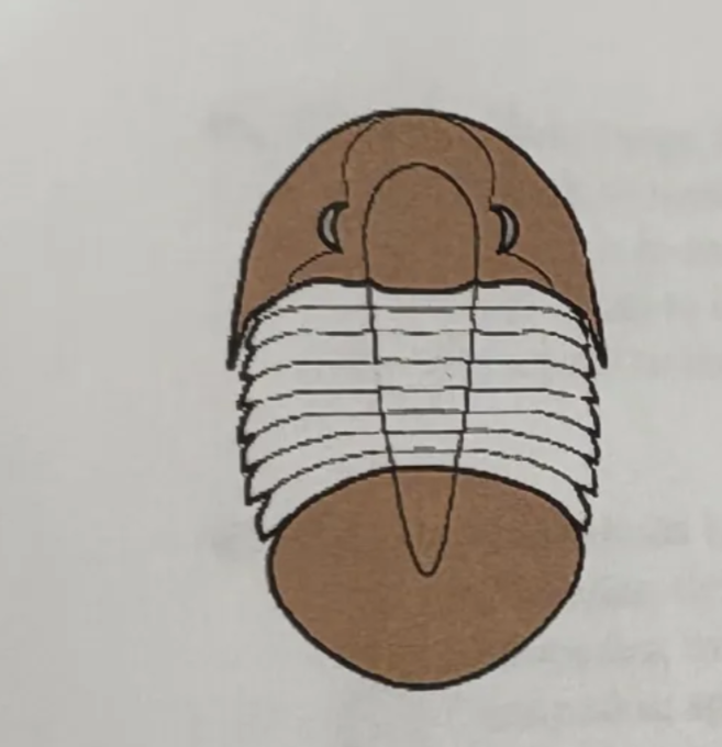 <p>this trilobite is </p><p>a. macropygous </p><p>b.micropygous </p><p>c. subisopygous </p><p>d. isopygous</p>