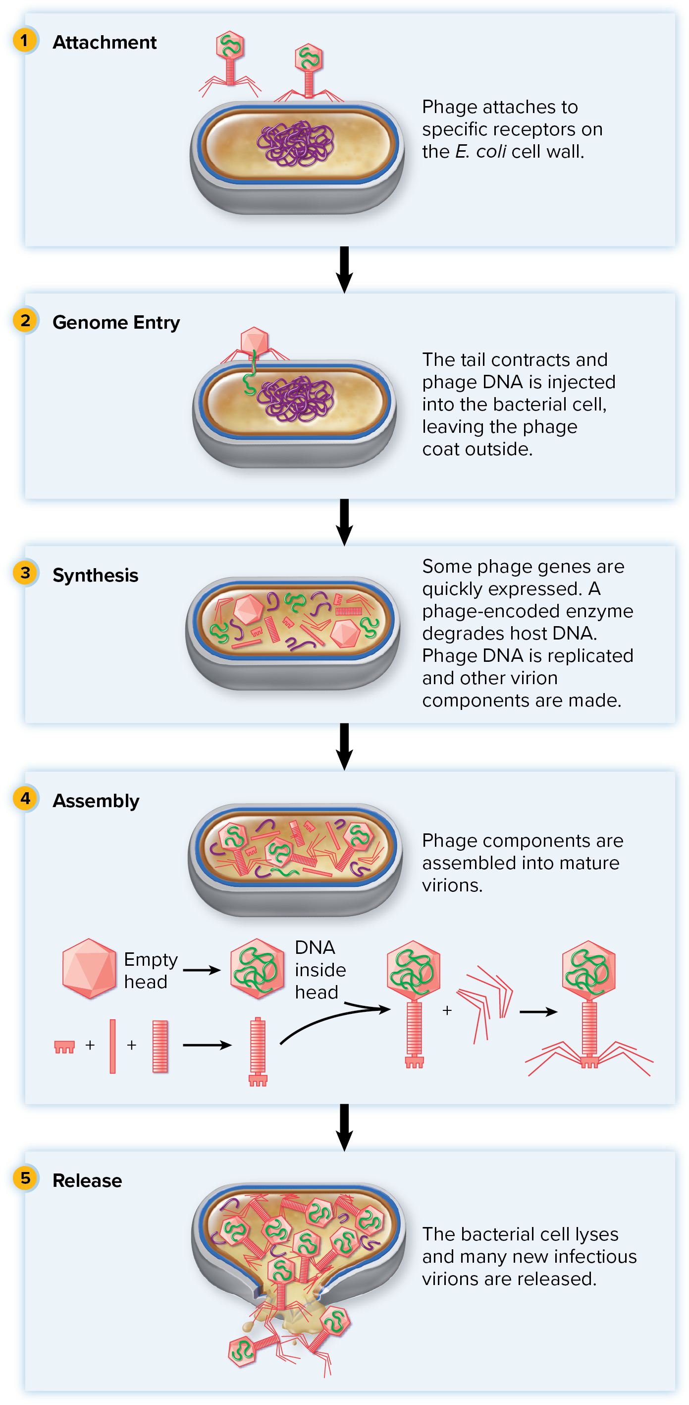 <p><mark data-color="blue" style="background-color: blue; color: inherit;">½ Replication cycles undergone by </mark><strong><mark data-color="blue" style="background-color: blue; color: inherit;">bacteriophages</mark></strong><mark data-color="blue" style="background-color: blue; color: inherit;"> to reproduce</mark> → this cycle is not exclusive to bacteriophages however</p><ul><li><p>phages multiply inside a cell</p></li><li><p><mark data-color="yellow" style="background-color: yellow; color: inherit;">phage lyses cell to release virions</mark></p></li></ul><p></p><p><u>5 step process:</u></p><ol><li><p><mark data-color="blue" style="background-color: blue; color: inherit;">attachment</mark> (<mark data-color="#f4eeee" style="background-color: rgb(244, 238, 238); color: inherit;">adsorption</mark> as it removes virus from solution when attached to host cell)</p></li></ol><ol start="2"><li><p><mark data-color="blue" style="background-color: blue; color: inherit;">penetration</mark> → DNA/RNA get injected in host cell</p></li><li><p><mark data-color="blue" style="background-color: blue; color: inherit;">synthesis</mark></p></li></ol><p>→ Nucleic replication</p><p>→ Transcriptions/translation</p><ol start="4"><li><p><mark data-color="blue" style="background-color: blue; color: inherit;">assembly</mark> (maturation) done in a sequential manner</p></li><li><p><mark data-color="blue" style="background-color: blue; color: inherit;">release</mark></p></li></ol><p><mark data-color="#f4eeee" style="background-color: rgb(244, 238, 238); color: inherit;">» has a </mark><strong><mark data-color="#f4eeee" style="background-color: rgb(244, 238, 238); color: inherit;">burst size</mark></strong><mark data-color="#f4eeee" style="background-color: rgb(244, 238, 238); color: inherit;"> (number of viruses produced per bacterial cells) of T4 phage is 200 virions</mark></p><p></p>