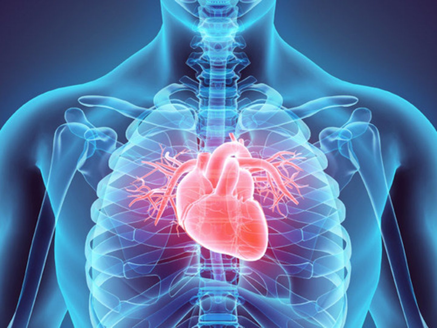<p>a. It aids in lowering CO2 levels in the blood.</p>