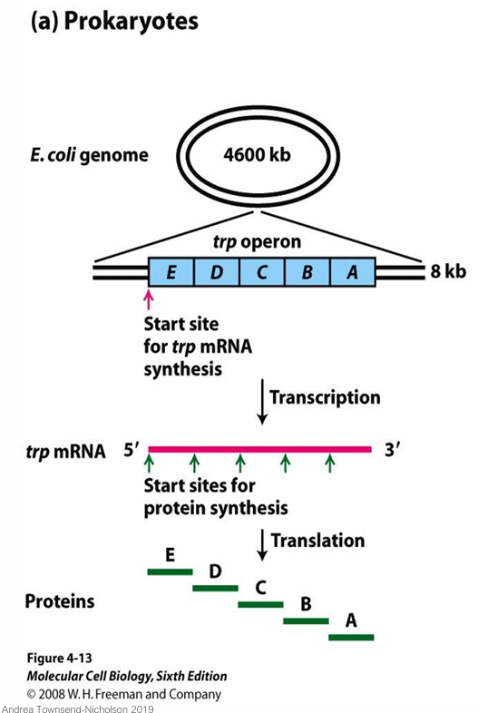 <p><span>A single promoter controls transcription of multiple genes into one polycistronic mRNA (e.g. the </span><em>trp</em><span> operon has genes E, D, C, B, A)</span></p><ul><li><p>Allowing for the synthesis of several proteins from one mRNA molecule</p></li></ul><p></p>