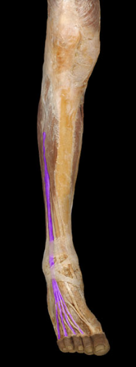 <p>extension of toes 2-5, ankle dorsiflexion, foot eversion</p>