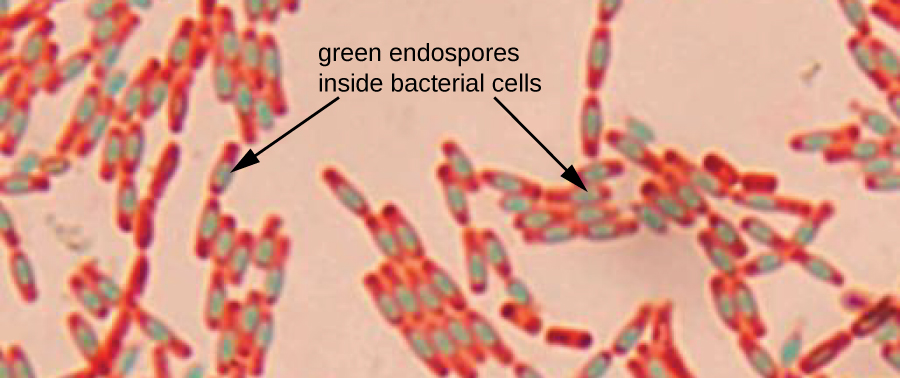 <p>Prokaryotes can survive harsh conditions through endospores.</p><p>Produced inside the parent cell and are a thick wall around a replicated copy of DNA.</p><p>Resistant to all sorts of trauma and can survive under extreme environmental conditions. </p>