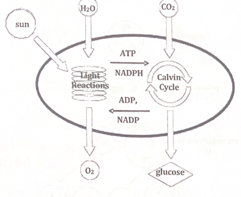<p>Using chemical energy from previous stage: Formation of carbohydrate molecules from carbon dioxide (CO2 → C6H12O6)</p>
