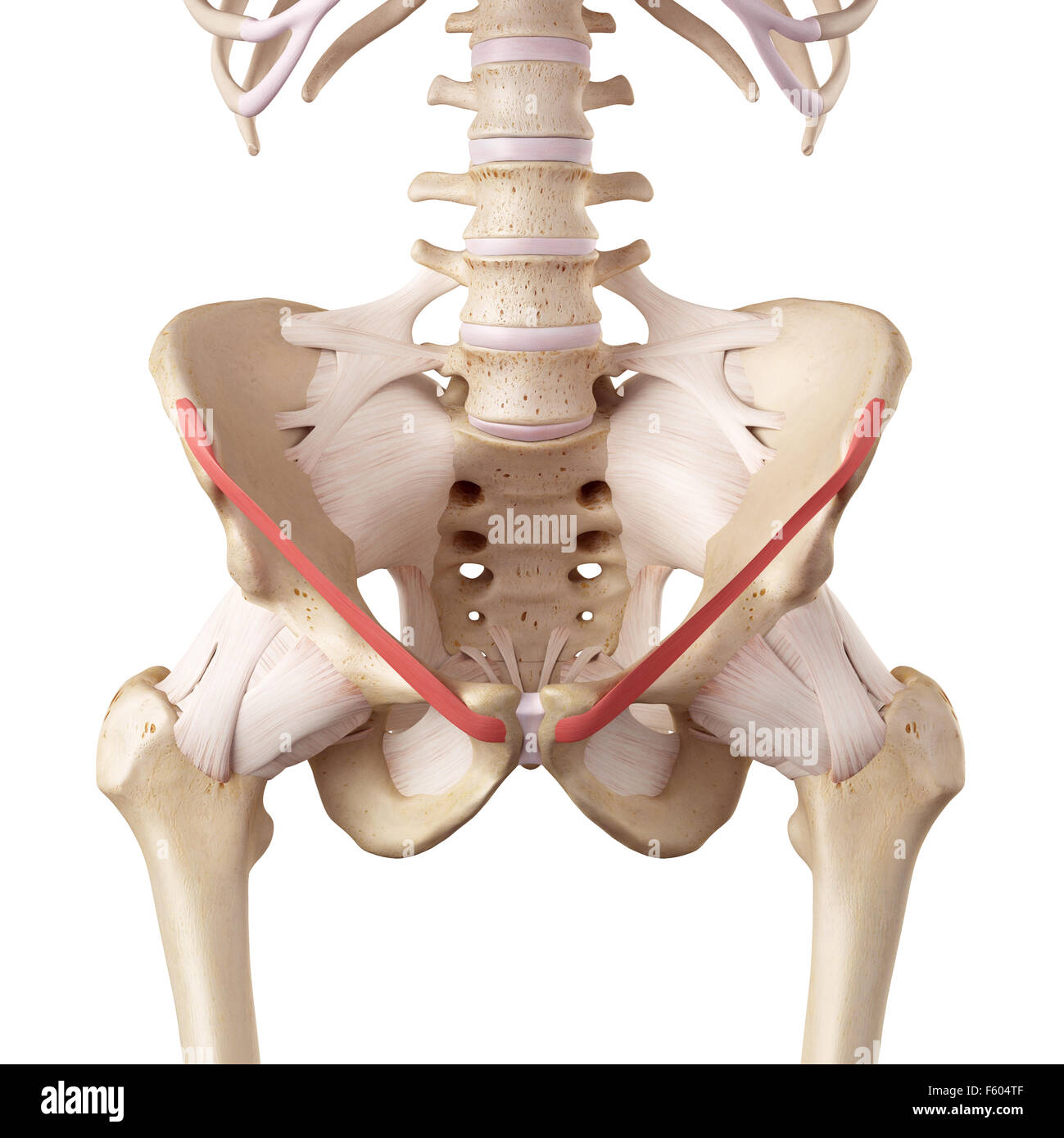 <p>the crease between the upper thigh and where the pubic area begins </p>