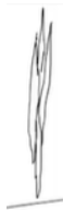 <ul><li><p><span style="background-color: transparent;">Much longer than wide</span></p></li><li><p><span style="background-color: transparent;">Producing xylem and phloem cells that will transport material<strong> along the plant’s vertical axis</strong></span></p></li></ul><p></p>
