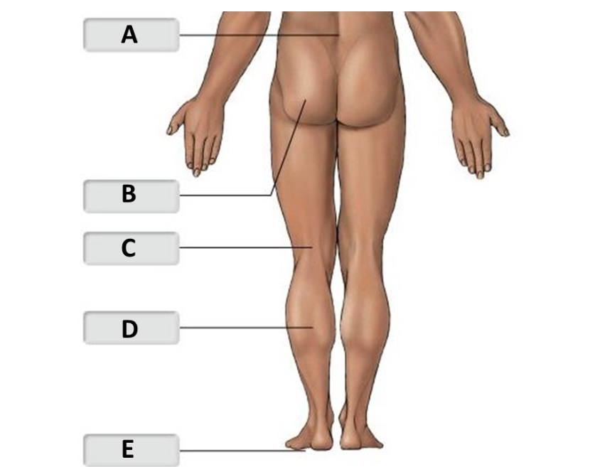 <p>Name for E</p>