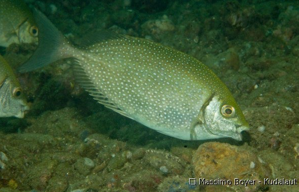 <p>Siganus canaliculatus </p>