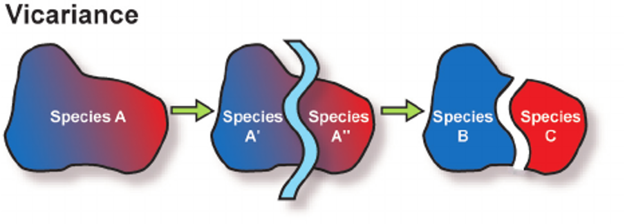 <p>Plate tectonics: vicariance:</p>