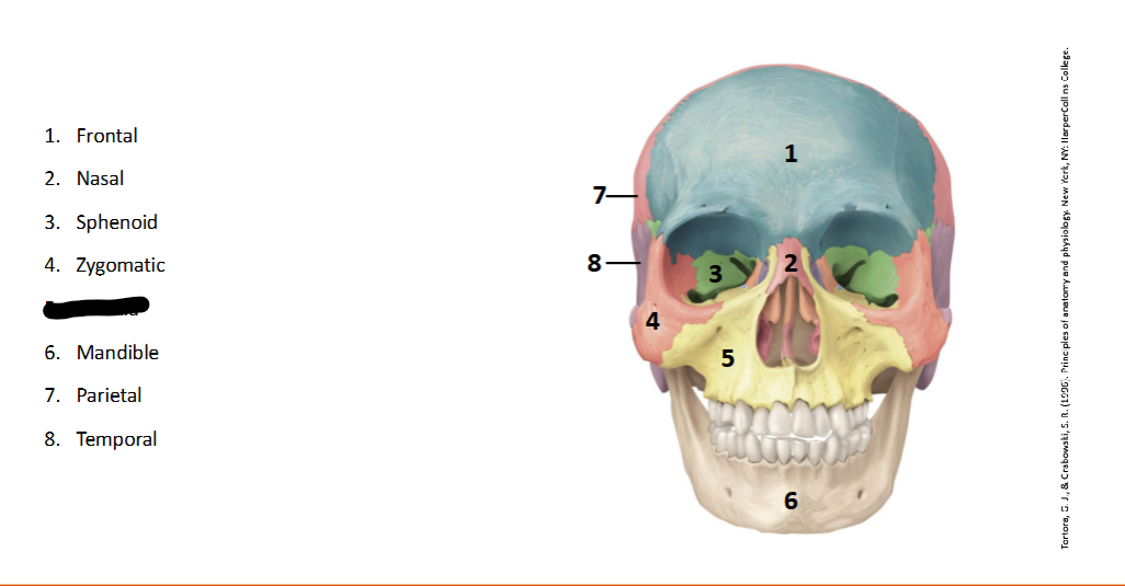 <p>What landmark within the <strong>Skull?</strong></p>