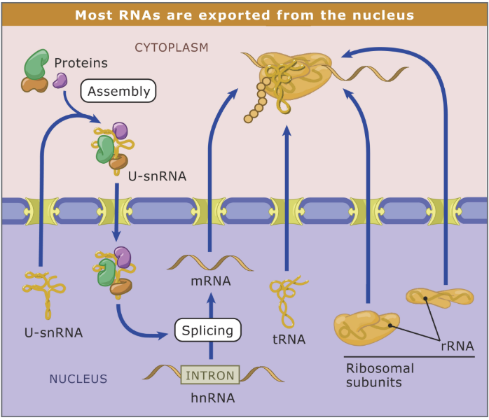 <p>Nuclear pores</p><ul><li><p>Interact w/ exportins to get through </p></li></ul><p></p>