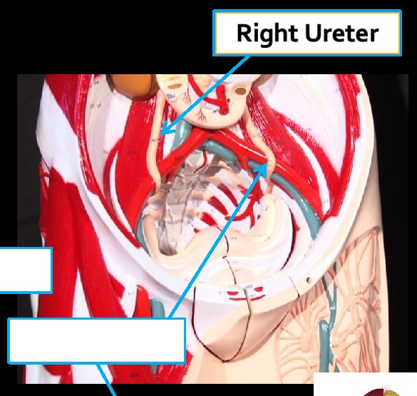 <p>Structure: Right ureter</p><p>System: Urinary</p><p>Function: Conduit for urine.</p>