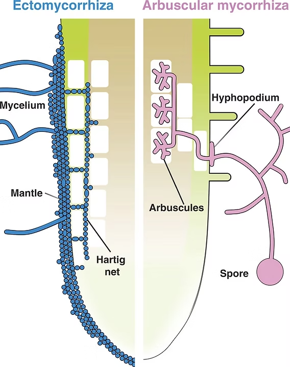 <p>Association of a fungus with a plant root system in which the fungus surrounds the roots but does not cause invagination of the host (plant) cell’s plasma membrane</p>