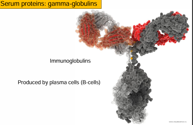 <p>Cuando se estudió el suero, los investigadores separaron sus proteínas mediante cromatografía en papel o electroforesis.</p><ul><li><p>Las proteínas se van separando mediante la capacidad que tienen de pasar el papel (capilaridad).</p></li></ul><p>Las proteínas se separan según:</p><ul><li><p>tamaño</p></li><li><p>carga</p></li><li><p>forma</p></li><li><p>movilidad</p></li></ul><div data-type="horizontalRule"><hr></div><p><strong>Albúmina</strong></p><ul><li><p>Es la proteína <strong>más abundante</strong> del suero.</p></li><li><p>Funciones:</p><ul><li><p>Mantiene la presión osmótica</p><ul><li><p>Evita que salga agua de los vasos</p></li><li><p>Por eso se usa un shock hipovolémico</p></li></ul></li><li><p>Transportador inespecífico</p><ul><li><p>Hormonas, fármacos, ácidos grasos, bilirrubina, iones.</p></li></ul></li><li><p>Reserva de aminoácidos</p></li><li><p>Muy pegajosa → se une a casi todo (por eso se dice que es transportador inespecífico de casi todo)</p></li></ul></li></ul><div data-type="horizontalRule"><hr></div><p><strong>Globulinas</strong></p><ul><li><p>Todo lo que no es albúmina se llamó globulina.</p></li><li><p>Son proteínas globulares, muy diversas.</p></li><li><p>Se dividen en</p><ul><li><p>α-globulinas (alfa)</p><ul><li><p>Producidas por el hígado</p></li><li><p>Muchas son proteínas de fase aguda</p></li><li><p>Transportadores específicos</p></li></ul></li><li><p>β-globulinas (beta)</p><ul><li><p>También producidas por el hígado</p></li><li><p>Transportadores específicos como:</p><ul><li><p><strong>Transferrina</strong> (hierro)</p></li><li><p><strong>β-lipoproteínas</strong> (lípidos)</p></li></ul></li><li><p>Se diferencian de las alfa por su origen genético ya que se sintetizan a partir de otra zona del gen, y movilidad en electroforesis.</p></li></ul></li></ul></li></ul><p>→ Las globulinas son el resto de proteínas que no son albúmina. Una globulina es una proteína con forma claramente definida, globular.</p><div data-type="horizontalRule"><hr></div><p><strong>Gammaglobulinas</strong></p><p>→ sinónimo de:</p><ul><li><p>Anticuerpos</p></li></ul><p>Son las inmunoglobulinas</p><p>Producidas por linfocitos B y células plasmáticas</p><p>Son esenciales para la inmunidad humoral</p><p></p>