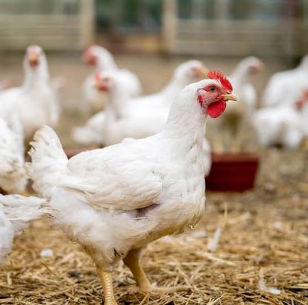 <p>(chicken-poultry)</p>