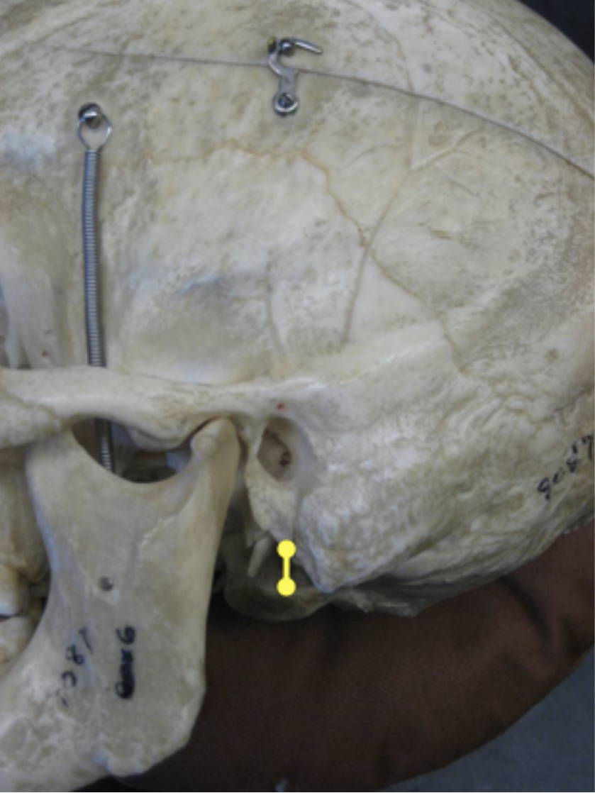 <p>male or female?</p>