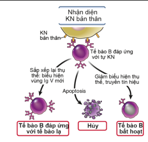 <p>Dung nạp Md trung ương của lympho B</p>