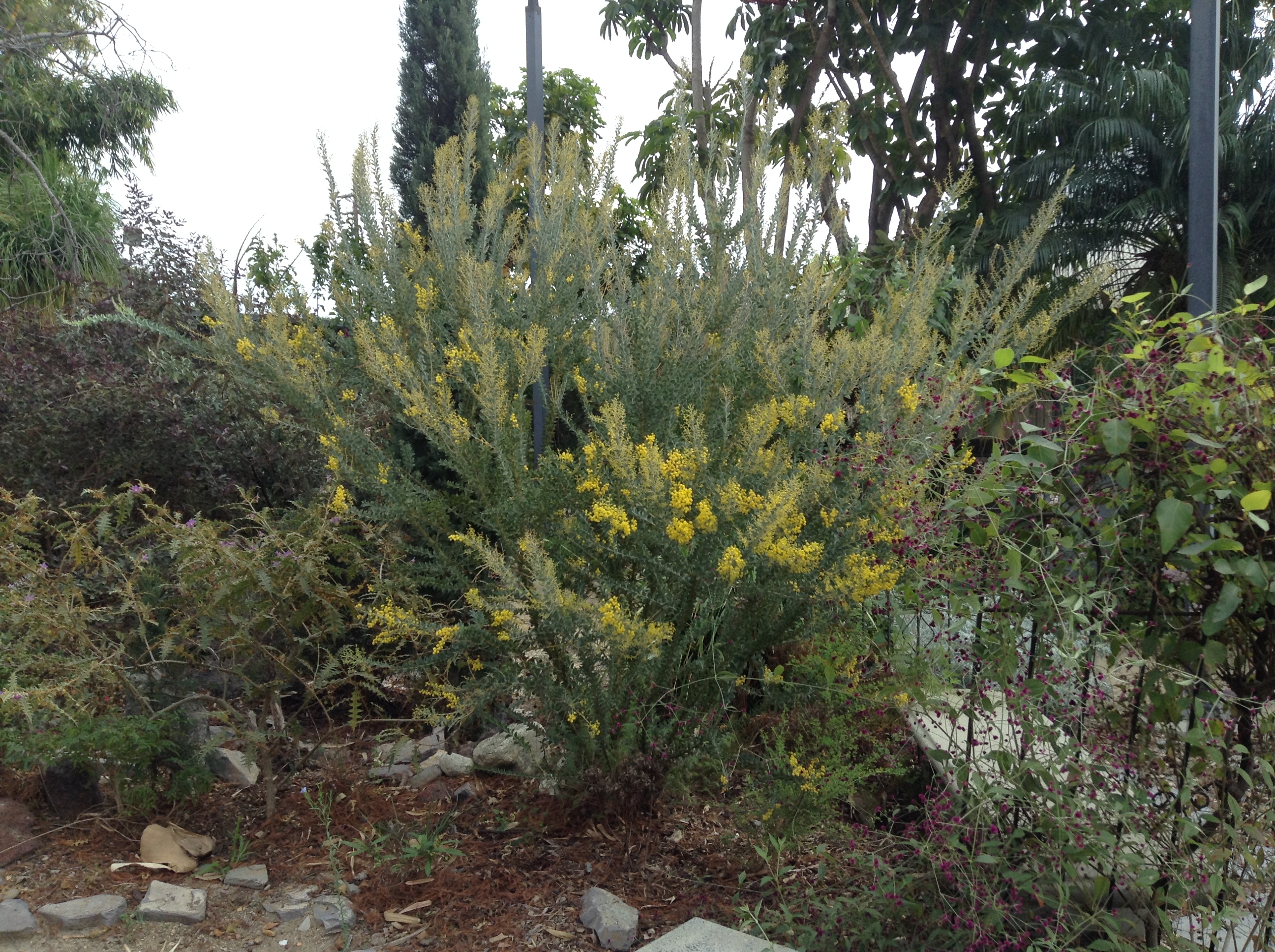 <p>Acacia cultriformis - Knife Acacia</p>