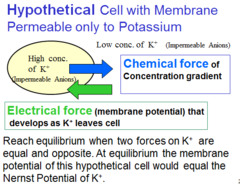 <p>K+ diffues out of the cell until chemical force due to concentration gradient is opposed by sufficient electtrical focre due to the membrane potential to prevent any more net diffusion. This value of electrical force is called Nernst potential for potassium or the equilibrium potential for potassium.</p>