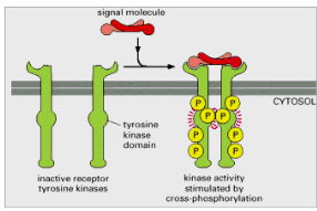 <ul><li><p><span style="background-color: transparent;"><span>The ligand usually dimerises, facilitating receptor dimerisation (or oligomerisation)</span></span></p></li><li><p><span style="background-color: transparent;"><span>Once positioned correctly, the kinase domains cross-phosphorylate each other. This often</span></span></p><ol><li><p><span style="background-color: transparent;"><span>Increases the activity of the kinase</span></span></p></li><li><p><span style="background-color: transparent;"><span>Stabilises the receptor in the active state (ligand independent)</span></span></p></li></ol></li></ul><p><span style="background-color: transparent;"><span>Causes the kinase to phosphorylate other tyrosines in the receptor to create “docking sites”</span></span></p>